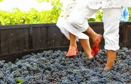 Fiesta de la vendimia regresa a Talagante tras de 60 años de no realizarse