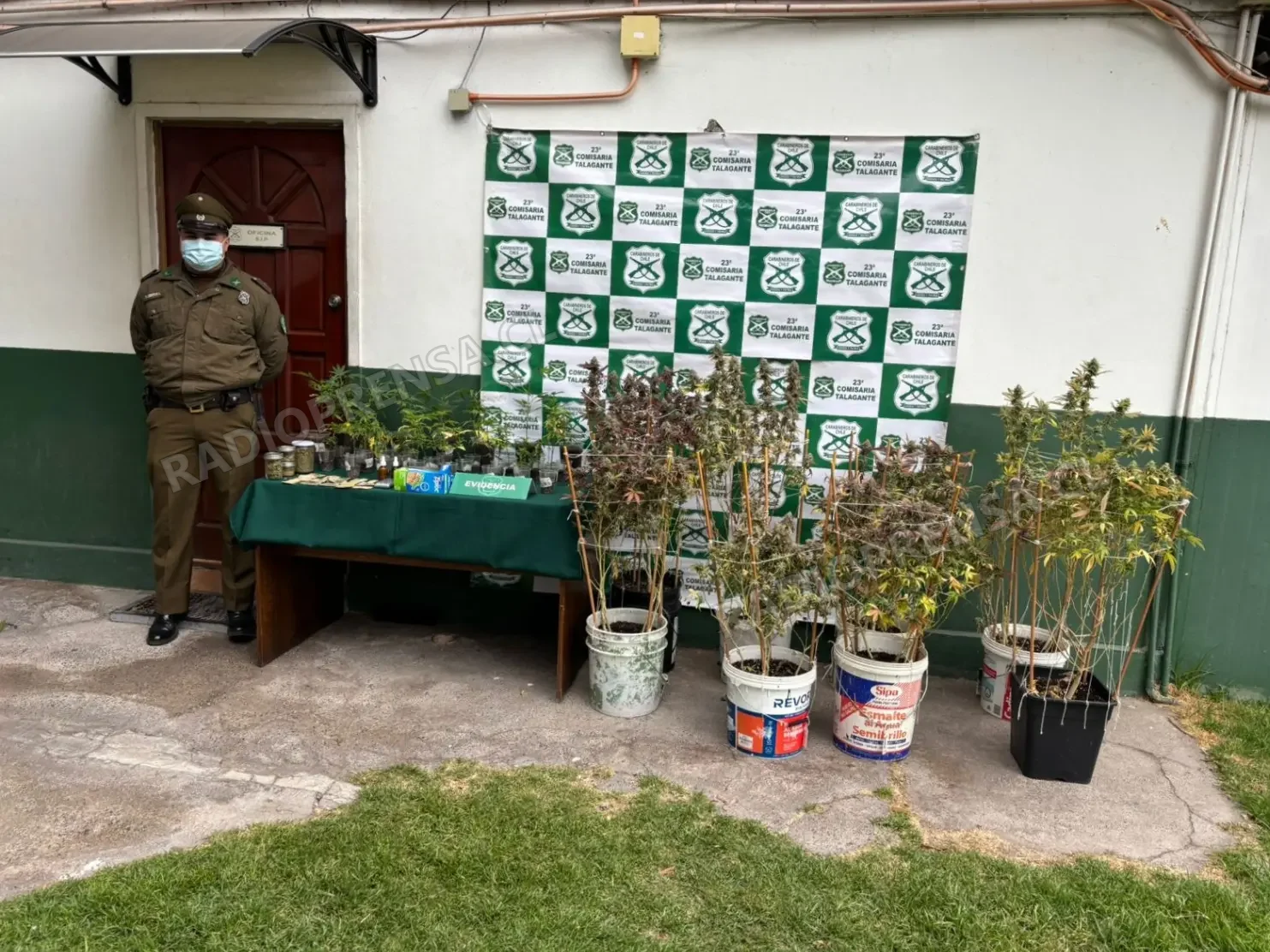 Golpe al microtráfico en Talagante: Incautan plantas, marihuana procesada y aceite de THC