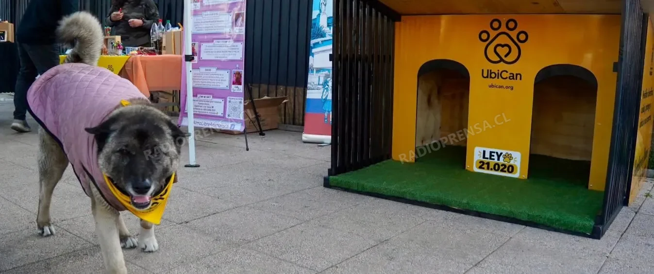 Peñaflor inaugura el primer Punto Ubican de Chile para perros en situación de calle