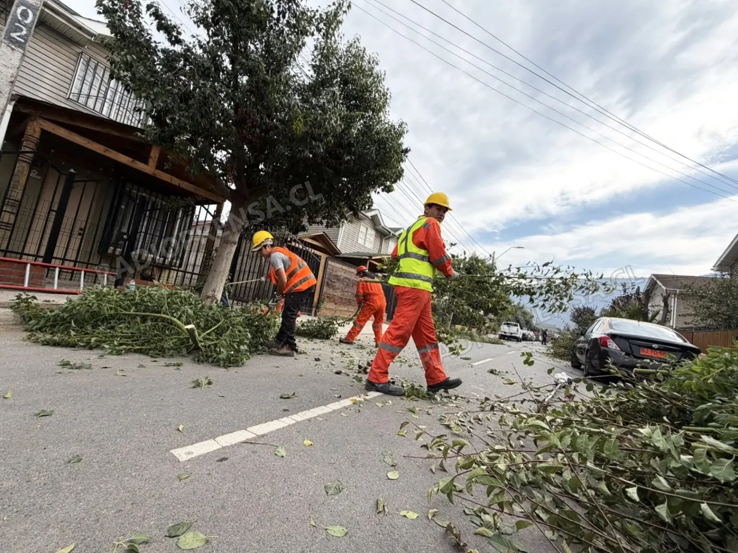 Municipio de Melipilla continúa con plan integral de podas urbanas como medida de prevención invernal