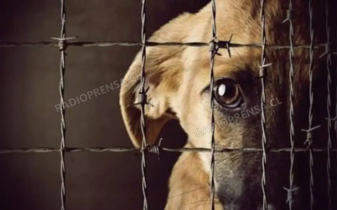 Conmoción en María Pinto por casos de maltrato animal: Municipio presenta denuncias y apela a la tenencia responsable