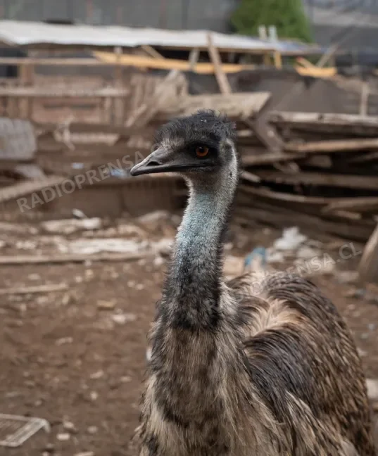 Fiscalizan vivienda por denuncia de olores y tenencia de animales en Talagante