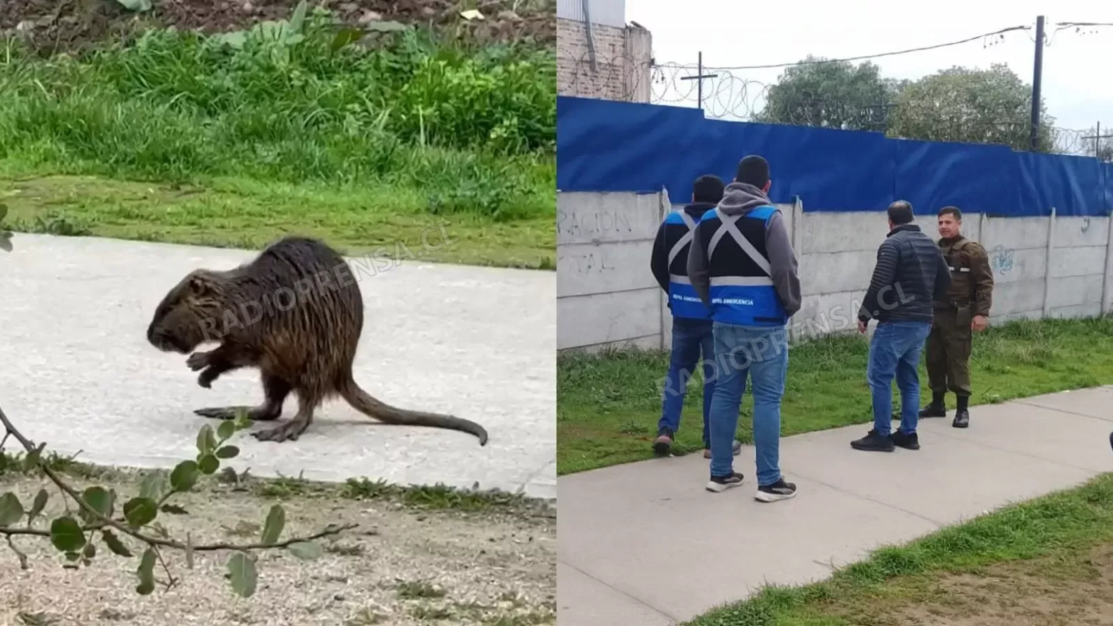 "Es una especie vulnerable": SAG releva importancia de proteger al coipo tras rescate en Melipilla