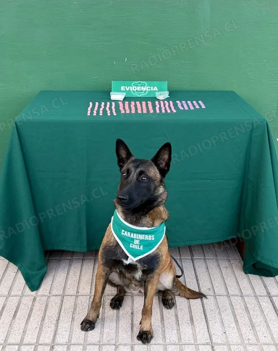 Gracias a perro detector, detienen a sujeto con droga sintética en bus que viajaba hacia San Antonio