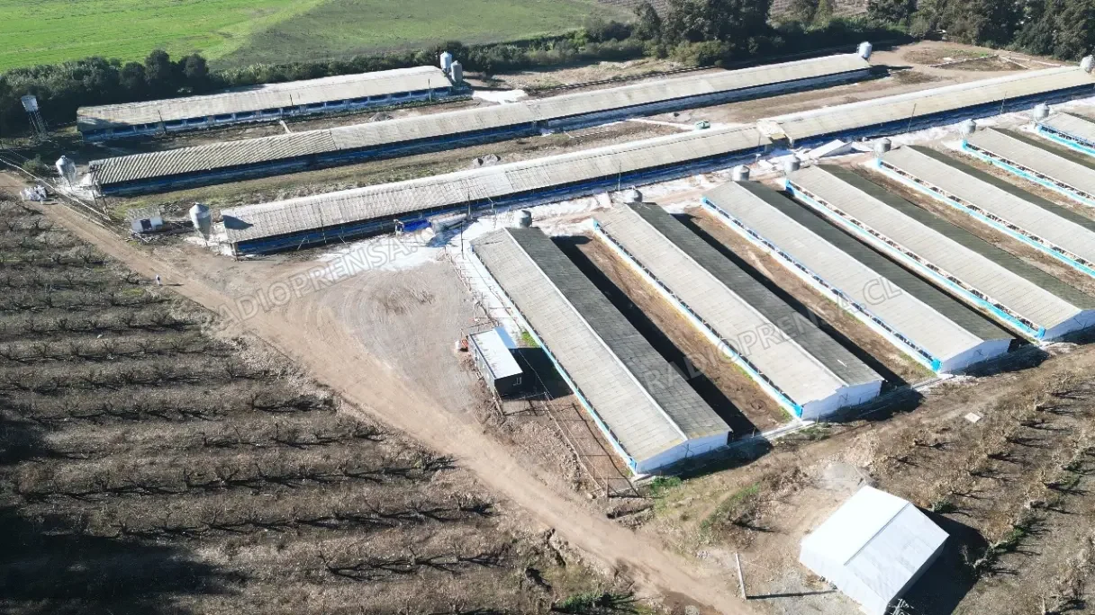 Tribunal Ambiental rechaza demanda contra planteles de animales, pero ordena medidas en Talagante