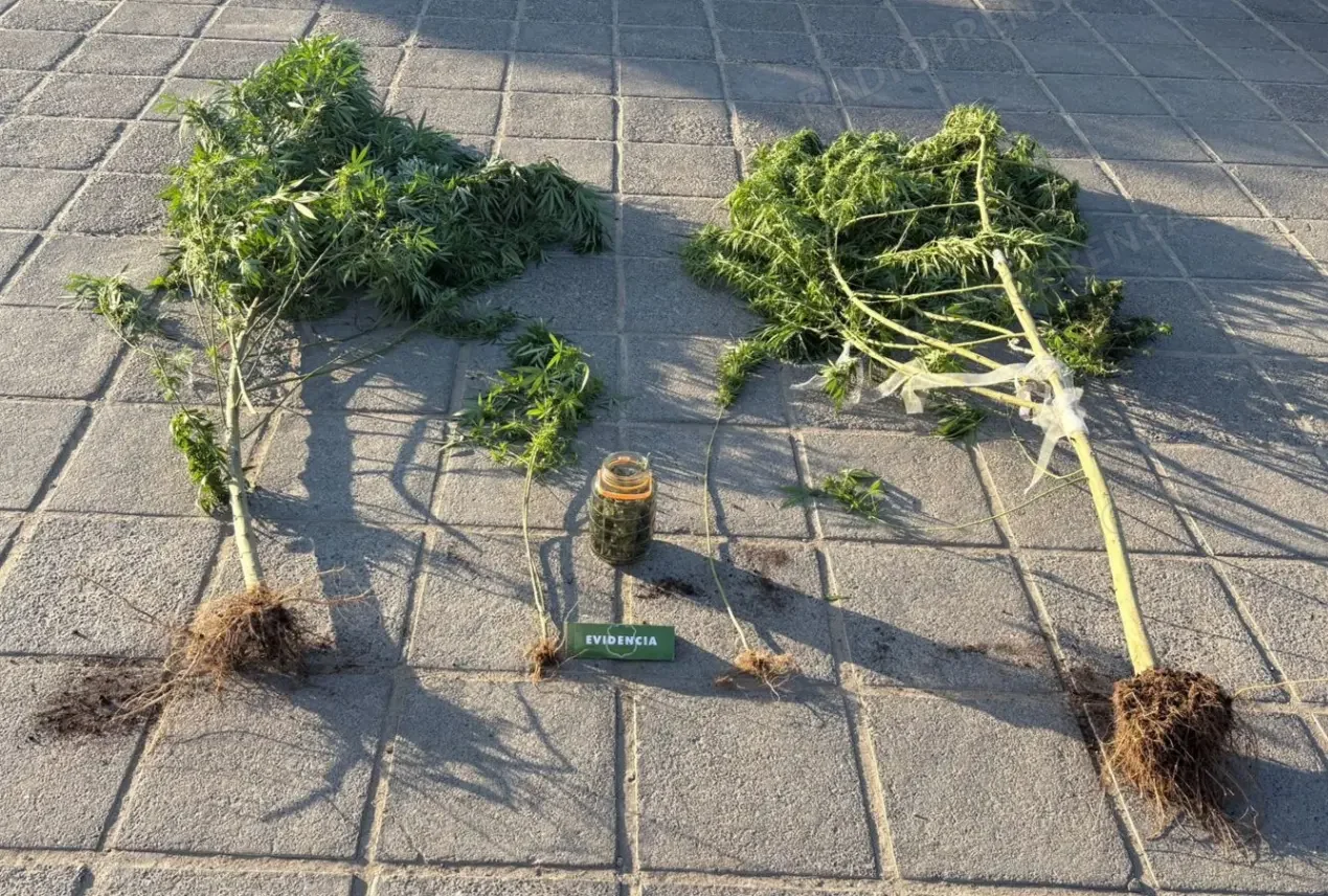 Carabineros incautó plantas y droga a granel en Curacaví