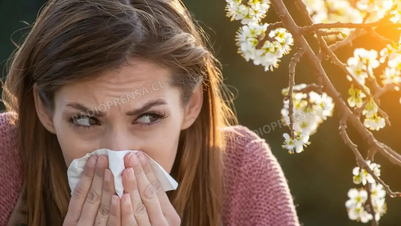 ¿Por qué estornudamos antes de primavera? El fenómeno que adelanta la temporada de alergias en Chile