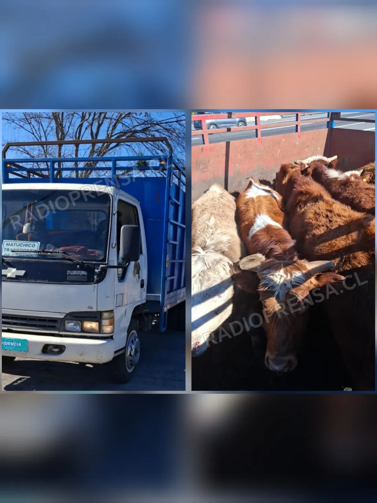 Fiscalización vehicular termina con un detenido por abigeato