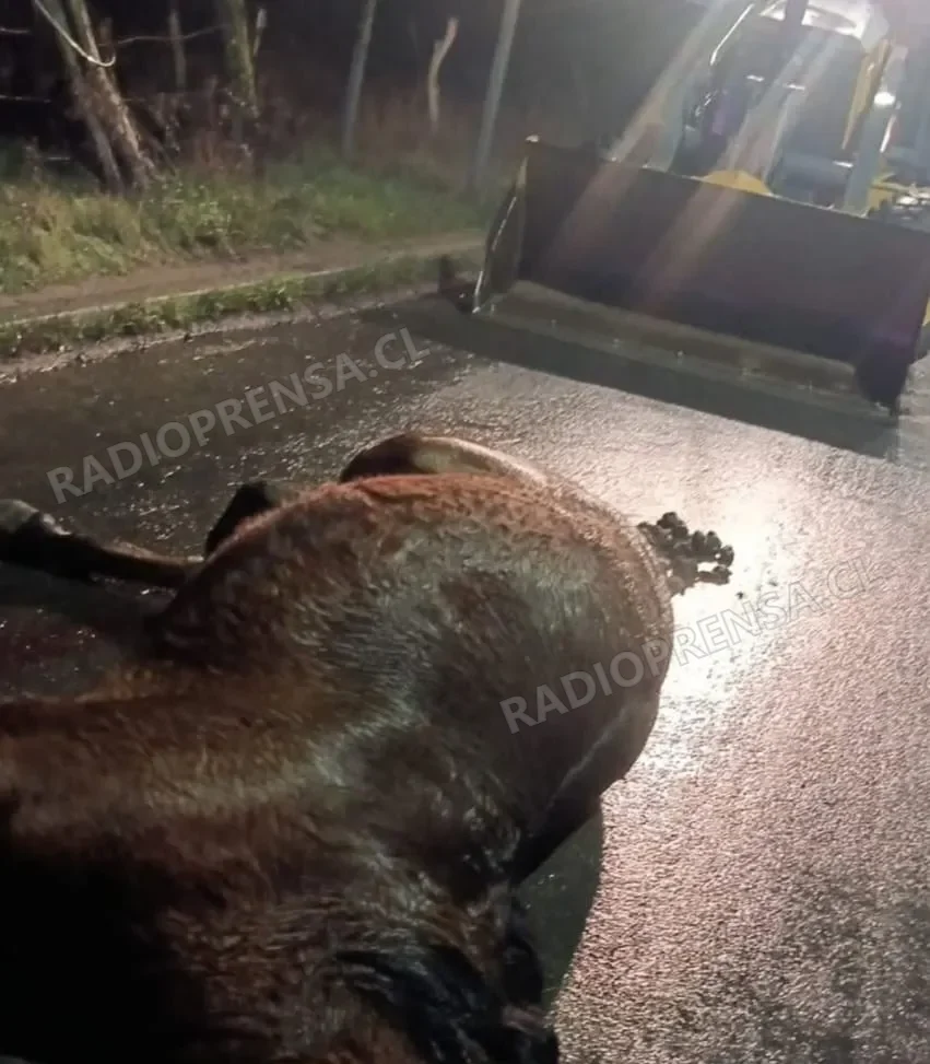 Municipio de San Pedro aclara rescate de equino lesionado y desmiente maltrato