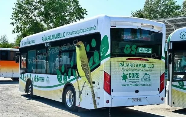 Dirigentes de colectivos de El Monte reaccionan al fallo de la Corte Suprema contra los buses eléctricos municipales