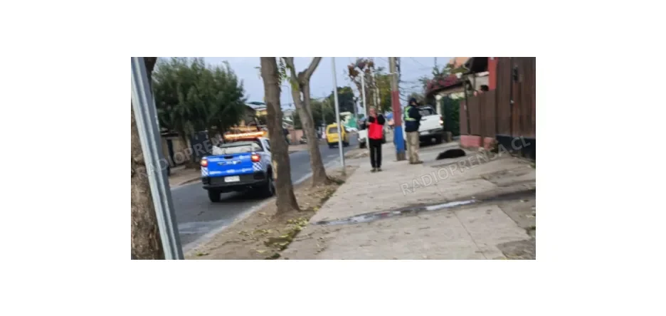 Indignación en Melipilla por muerte de canina con lesiones compatibles con un brutal golpe en la cabeza