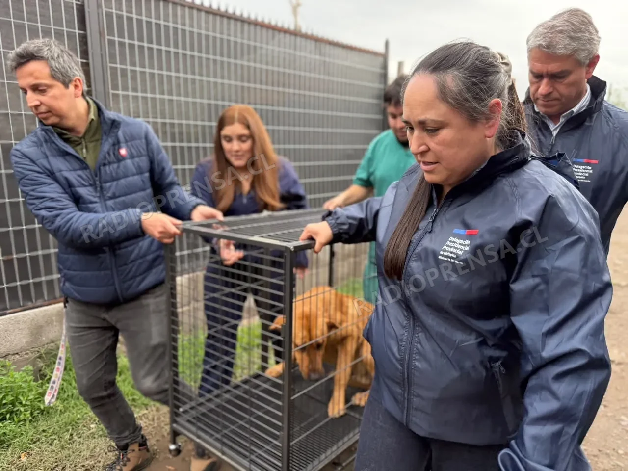 Realizan operativo veterinario en campamento de la ribera del Maipo