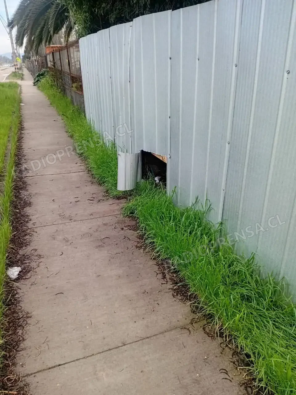 Indignación en Los Jazmines por robo a vivienda y violenta agresión contra dos mascotas