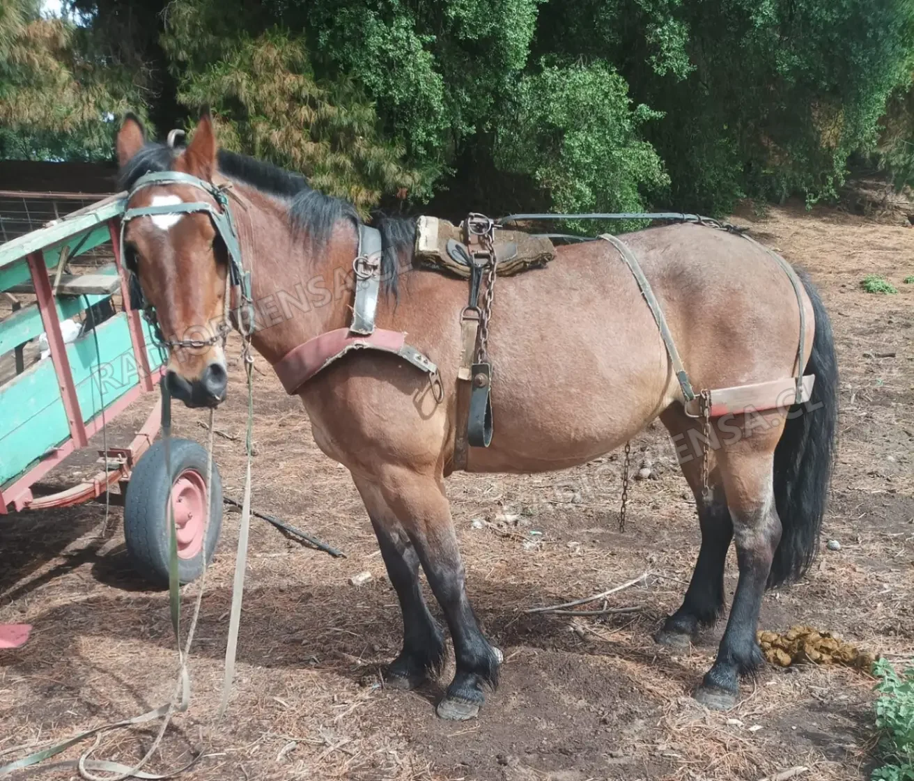 El SAG actualiza las exigencias de trazabilidad pecuaria e impone el uso obligatorio de microchips en caballos, mulas y asnos