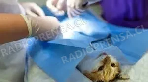 Exitoso operativo de esterilización de mascotas beneficia a decenas de familias en la Población Padre Demetrio Bravo