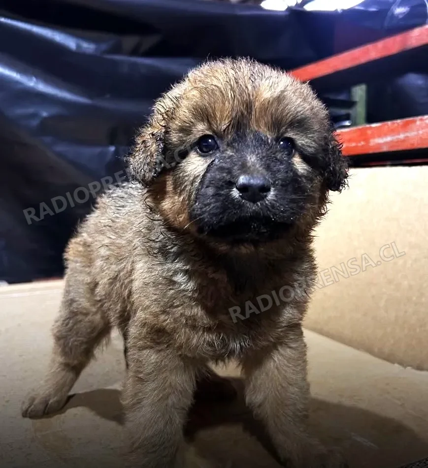 Municipio extiende funcionamiento del refugio temporal de mascotas ante nuevas lluvias