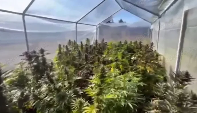 PDI incauta más de $160 millones en cannabis procesada en Isla de Maipo