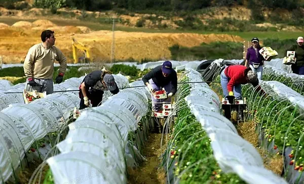 Gobierno flexibiliza normas para contratar trabajadores agrícolas extranjeros