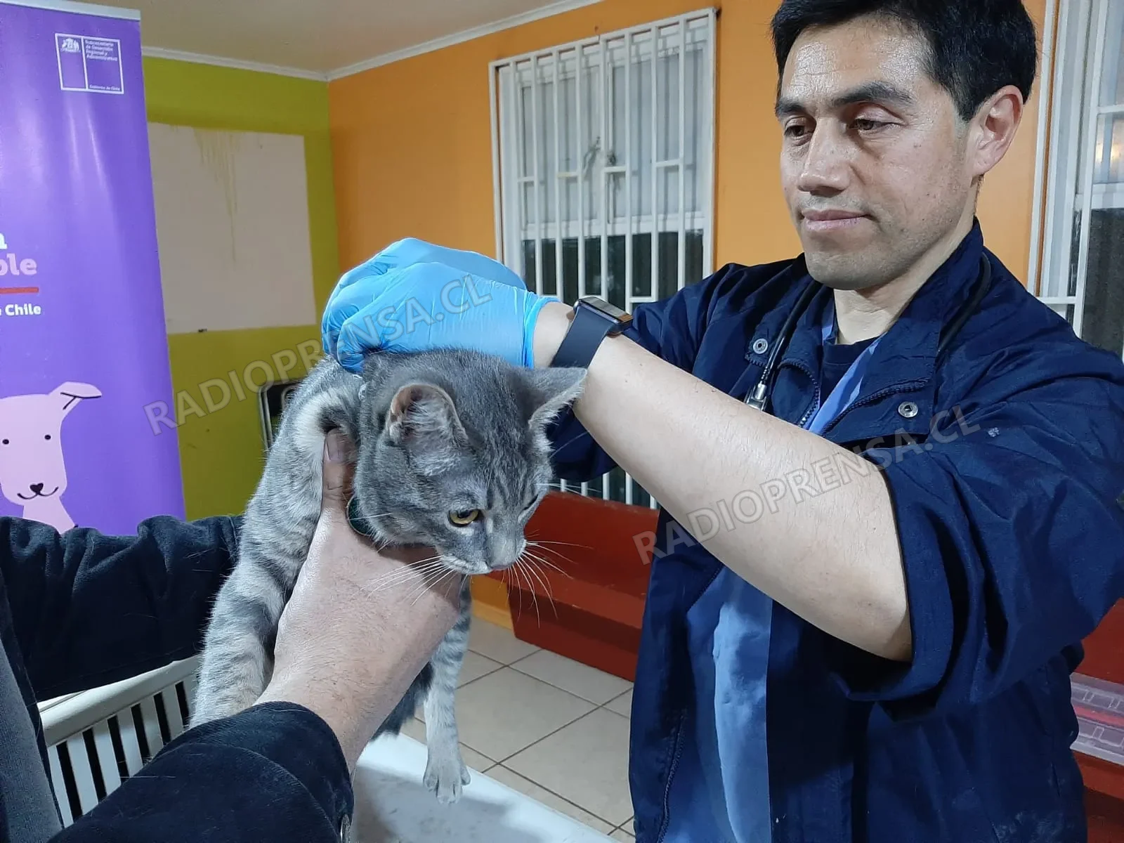 A toda marcha avanza el Programa de Tenencia Responsable de Mascotas 2026 en la Provincia de Melipilla
