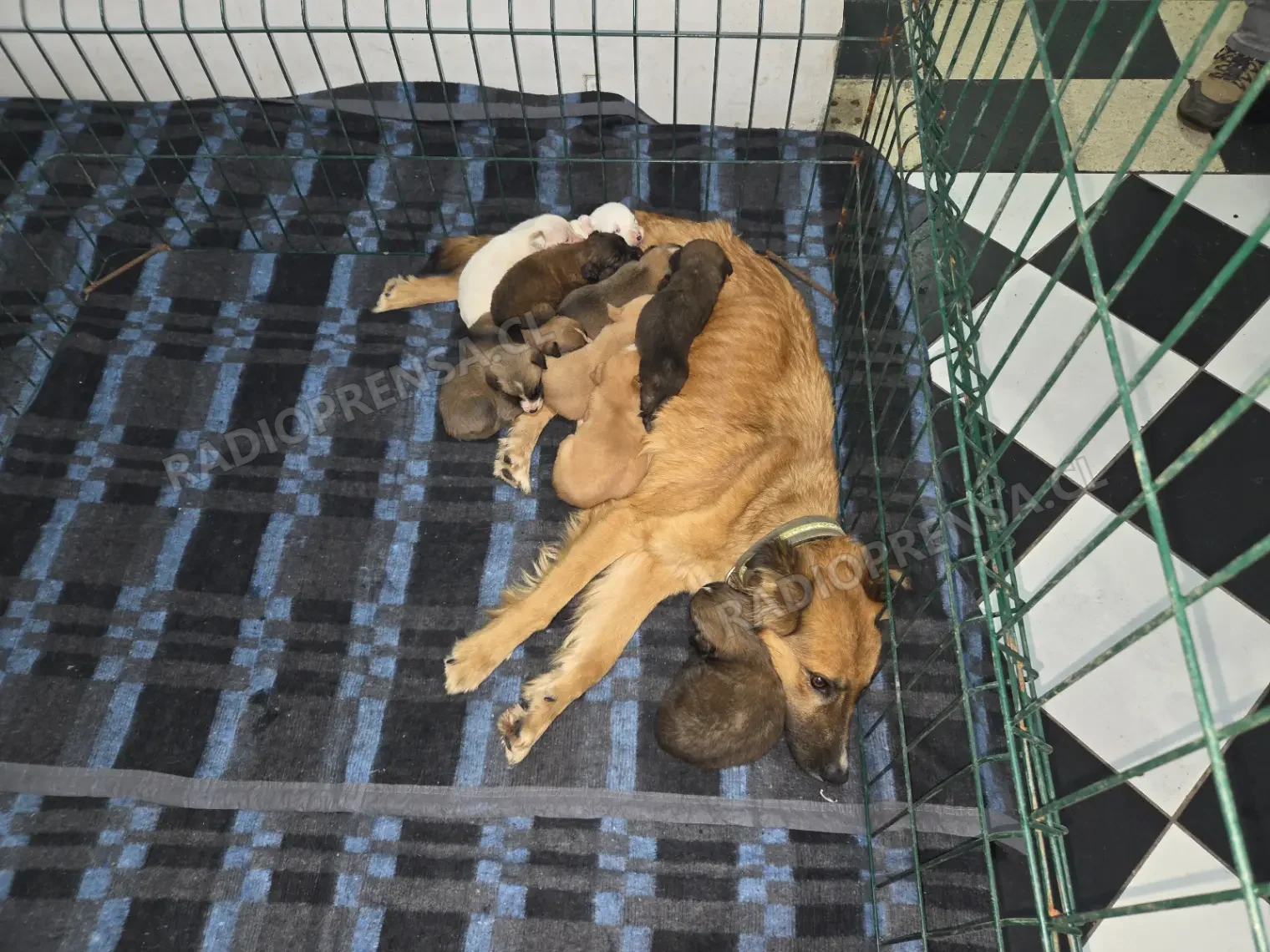 En buen estado se encuentran los cachorros y su madre rescatados de la orilla del río