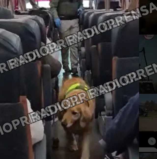 Detienen a sujeto con marihuana y ketamina en fiscalización de bus en Curacaví
