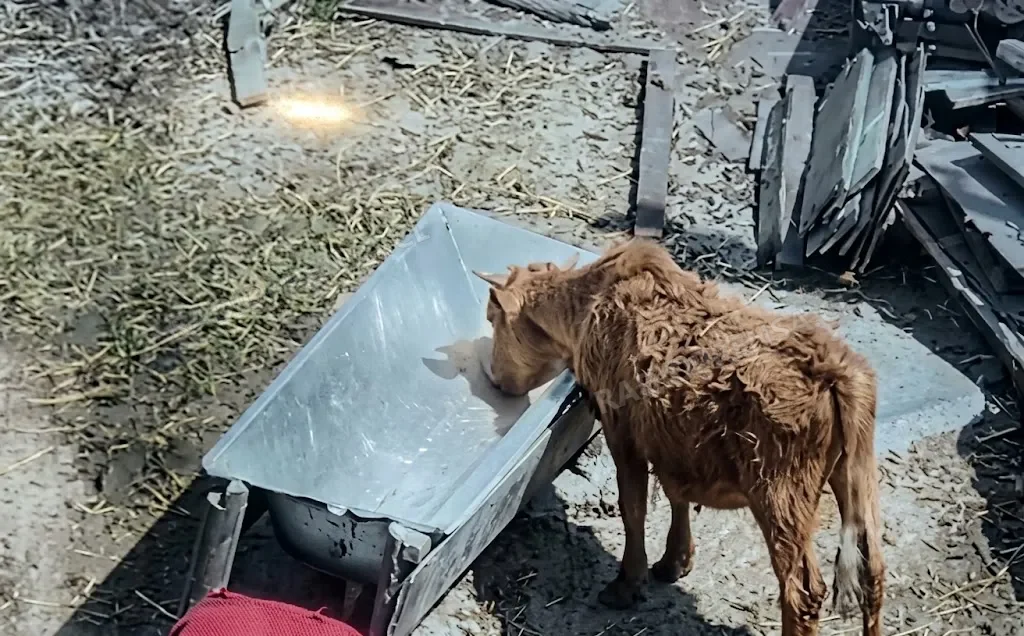 Fiscalización en Talagante por presunto canil clandestino y maltrato animal