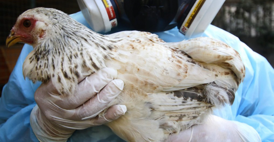 Cerco sanitario en la provincia de Talagante: Protocolos de sacrificio y cuarentena se activan tras confirmarse influenza aviar