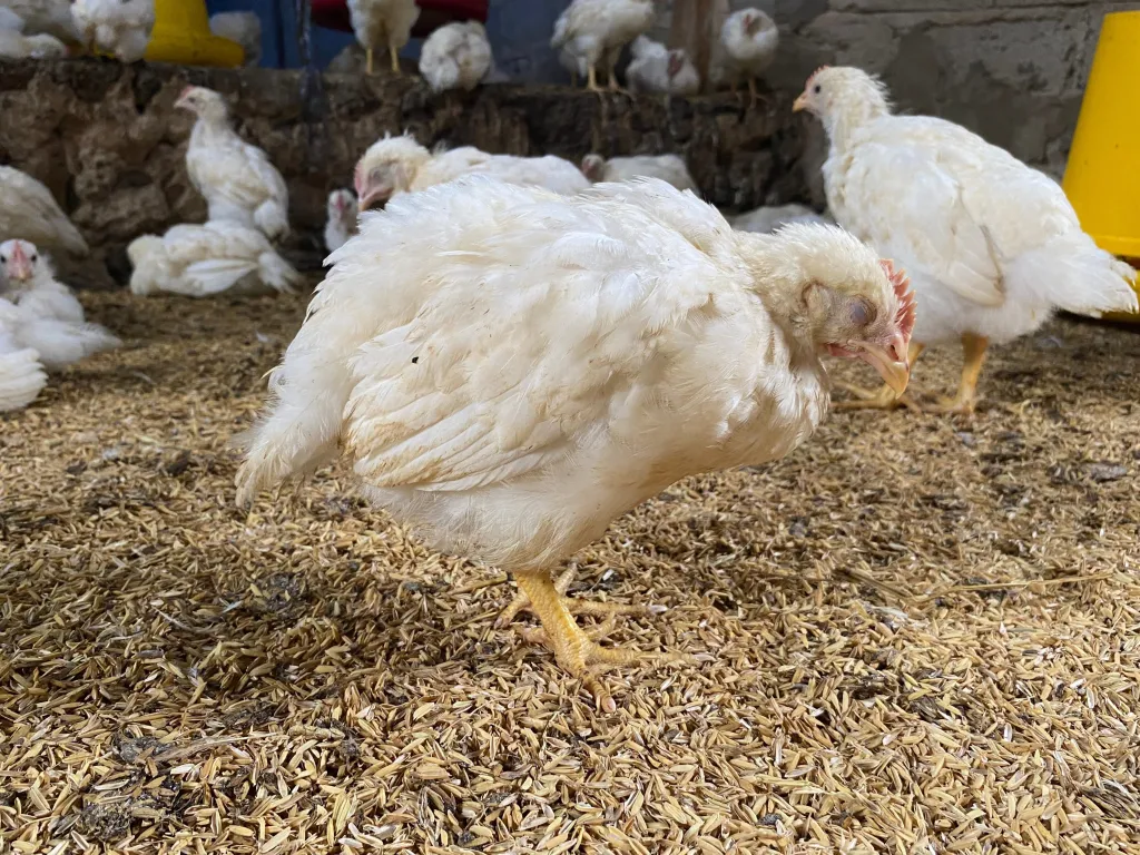 Emergencia Zoosanitaria en Talagante: Alerta por Influenza Aviar H5N1