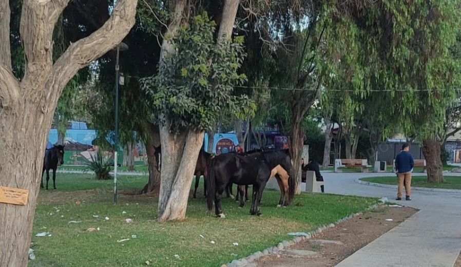 Seguridad Pública de Melipilla busca trasladar caballos abandonados a universidad para fines académicos y remates