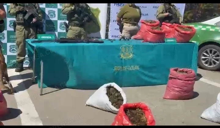 Histórico decomiso de marihuana en Rengo: incautan casi 38 mil plantas