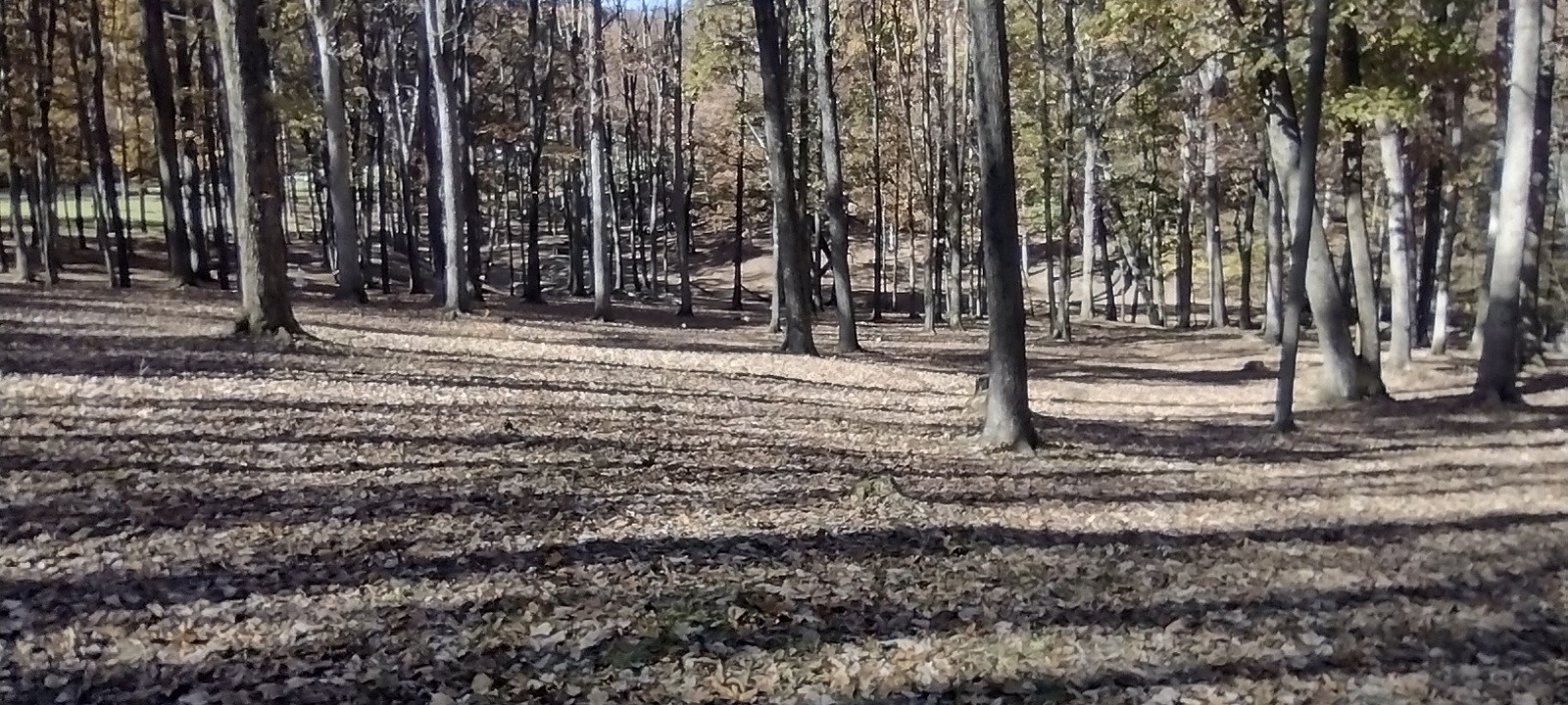 Wharton Park disc golf course in Farmington, PA
