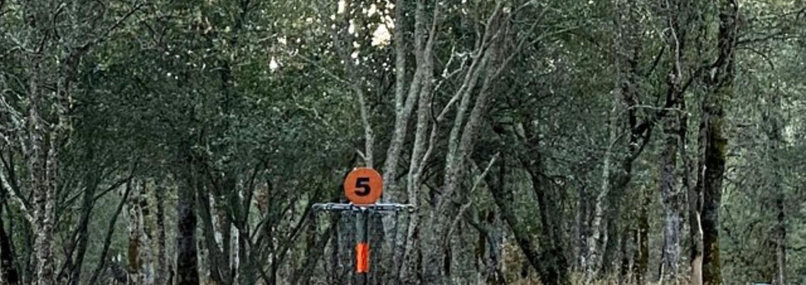 Hanging Oaks at Western Gateway Park disc golf course in Penn Valley, California