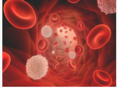 White Blood Cell Count (WBC)
