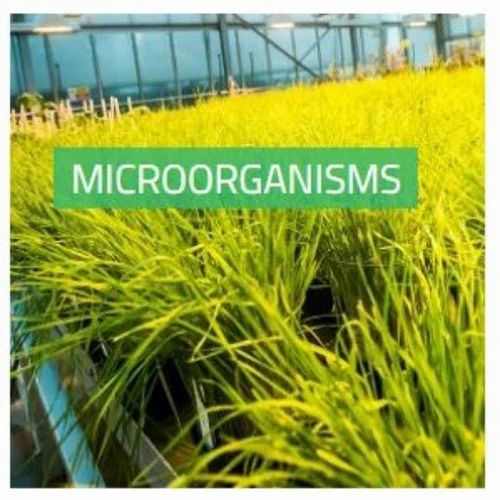 Microorganisms