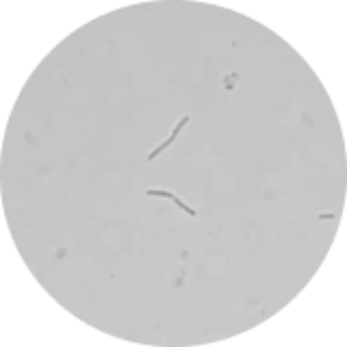 Microscopic Organisms