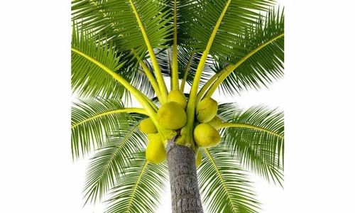 Plant beneficial microorganisms