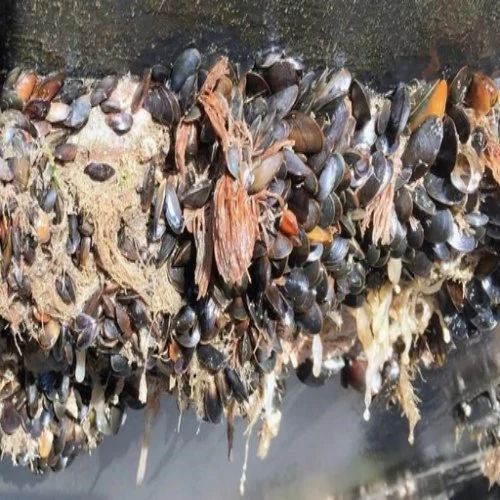 Build Up Of Aquatic Organisms On Ships