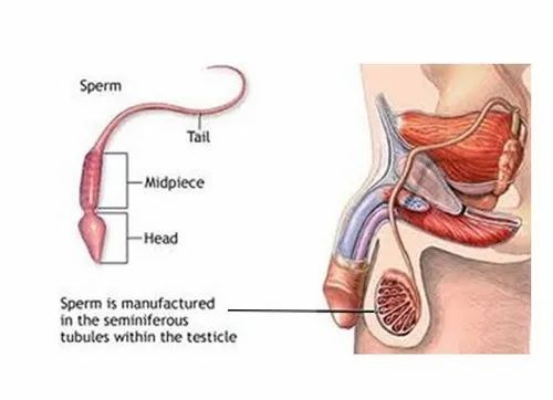 Semen Analysis And Sperm Analysis Treatment Service