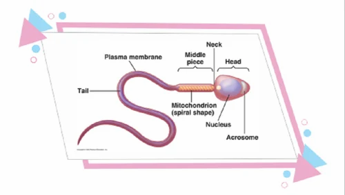 Semen Analysis & Sperm Analysis