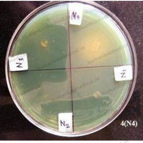 Nitrogen Fixing Microorganisms, 1 Litre