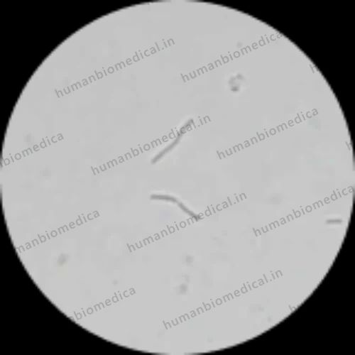 Microscopic Organisms