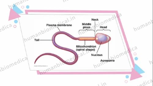 Semen Analysis & Sperm Analysis