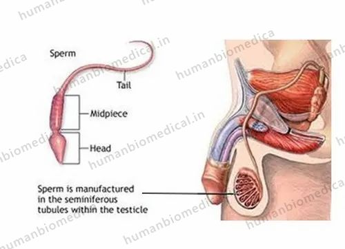 Semen Analysis And Sperm Analysis Treatment Service