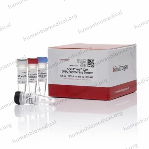 TAQ DNA Polymerase