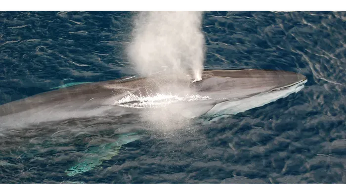 Stop Commercial Whaling