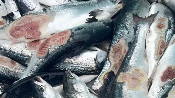 The Salmon Scandal at Texas Roadhouse???