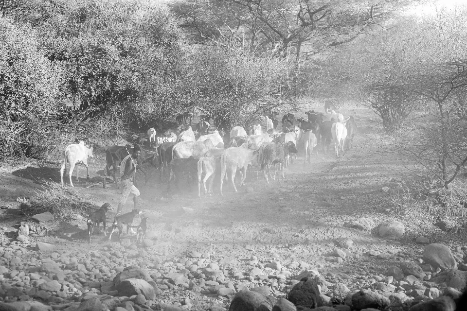 Tanzania. Sinfonía de silencio. Hadzas.