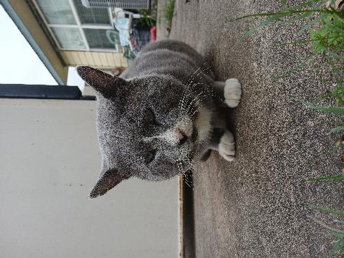 BIG BOOTY CAT