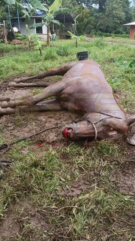 Preocupación por presunta intoxicación de equinos deja cinco animales muertos en Venecia de San Carlos