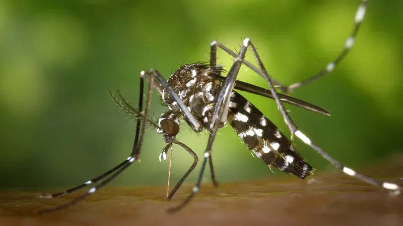 HAY IMPORTANTE CANTIDAD DE CASOS DE DENGUE EN LA ZONA, TOME PRECAUCIONES POR FAVOR